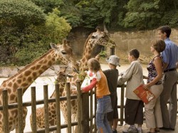 Bioparc de Doué-La-Fontaine